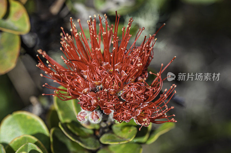 ʻōhiʻa lehua, Metrosideros多态性，是一种开花的常青树在桃金娘科，桃金娘科，这是地方性的夏威夷六个最大的岛屿ʻi。夏威夷当地的许多传统把它形成的树和森林称为s